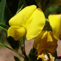 Crotalaria micans Link